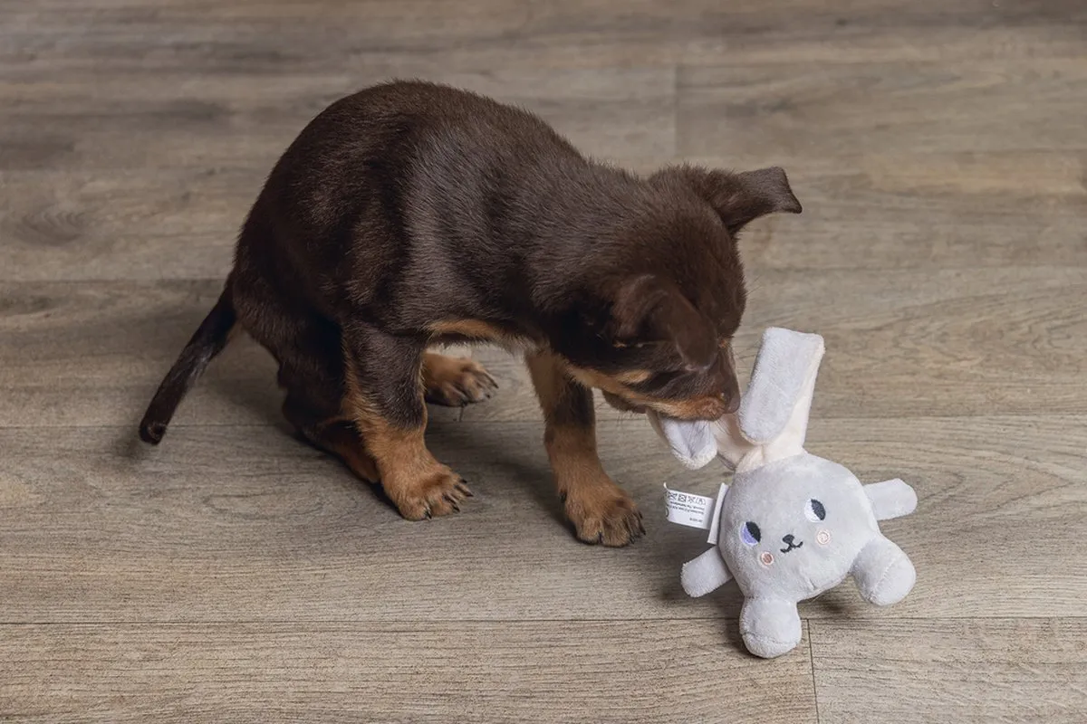 Beeztees Puppy Canina Knuffel - Grijs