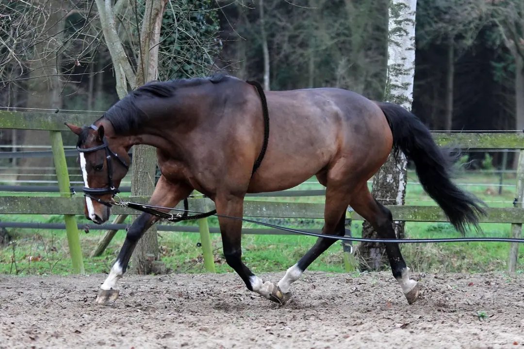 Horka Longeerhulp Met Ring Leer/katoen Zwart Maat Full