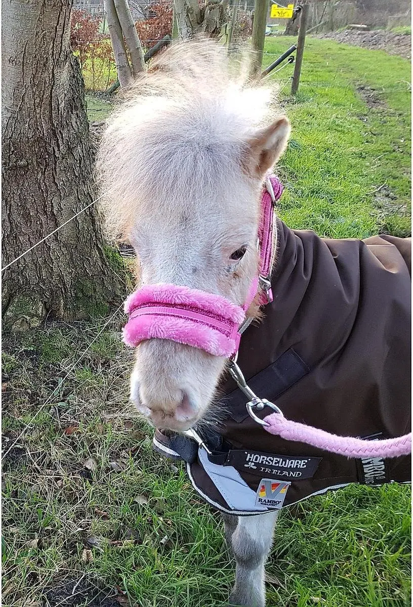 Horka Angel Halsterset Roze Shetty - afbeelding 4 van 6