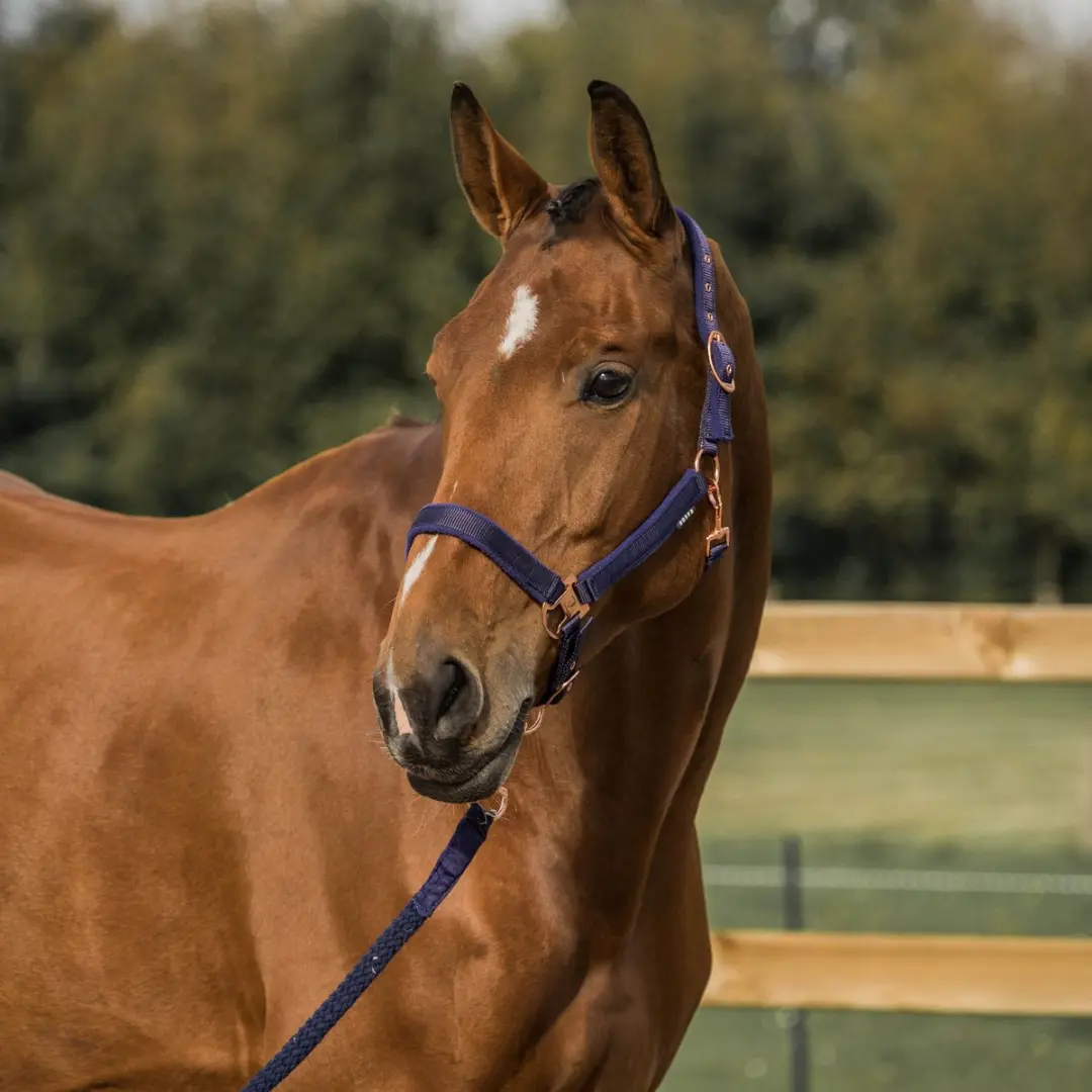 Horka Elegant Halster Zwart - afbeelding 2 van 2
