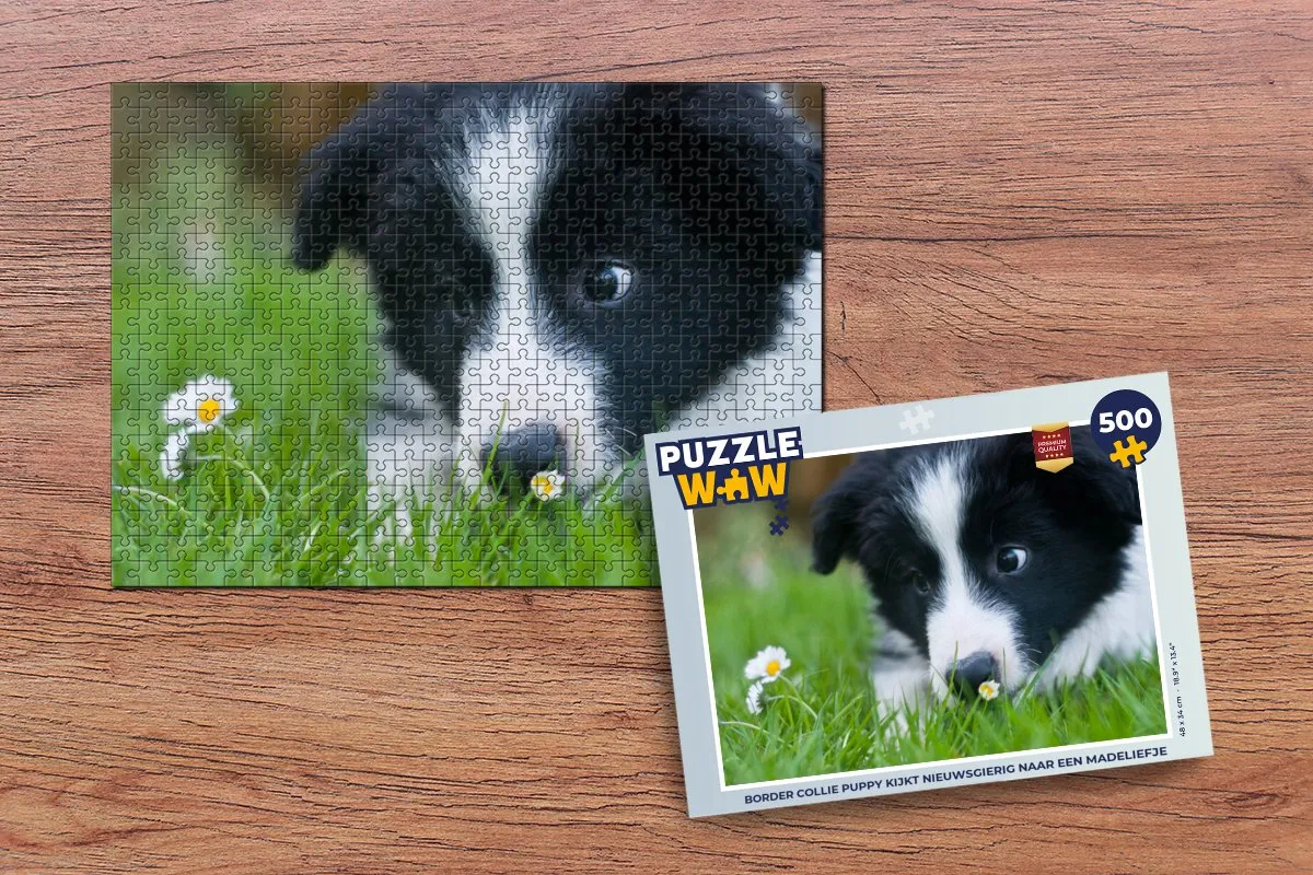 PuzzleWow Border Collie Madeliefje Legpuzzel 500 Stuks - Multicolor