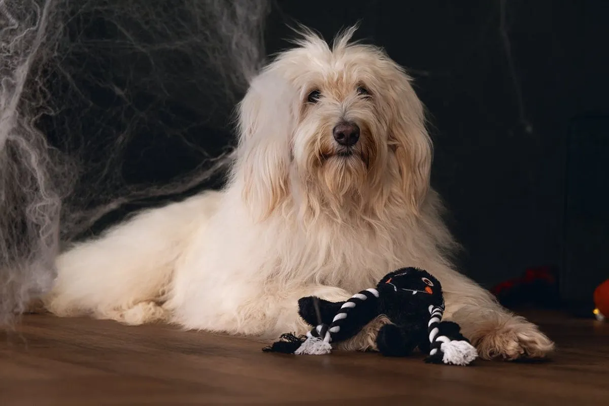 Beeztees Hondenspeelgoed Halloween Spin - Zwart