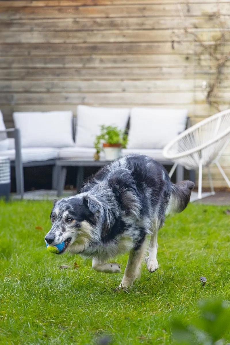 Beeztees Fetch Tennisbal - Blauw/Geel - 6,3 cm