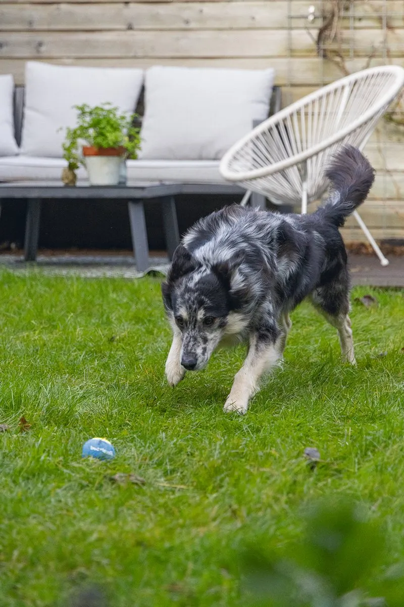 Beeztees Fetch Tennisbal