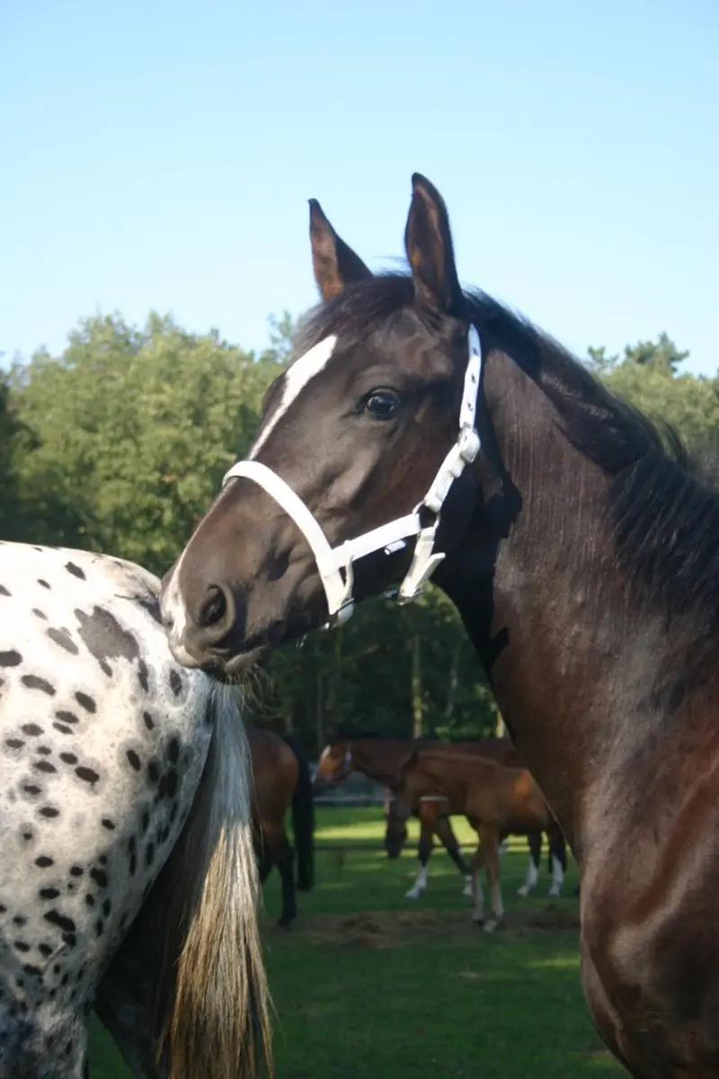 Horka Halster Veulen Roze Maat Foal