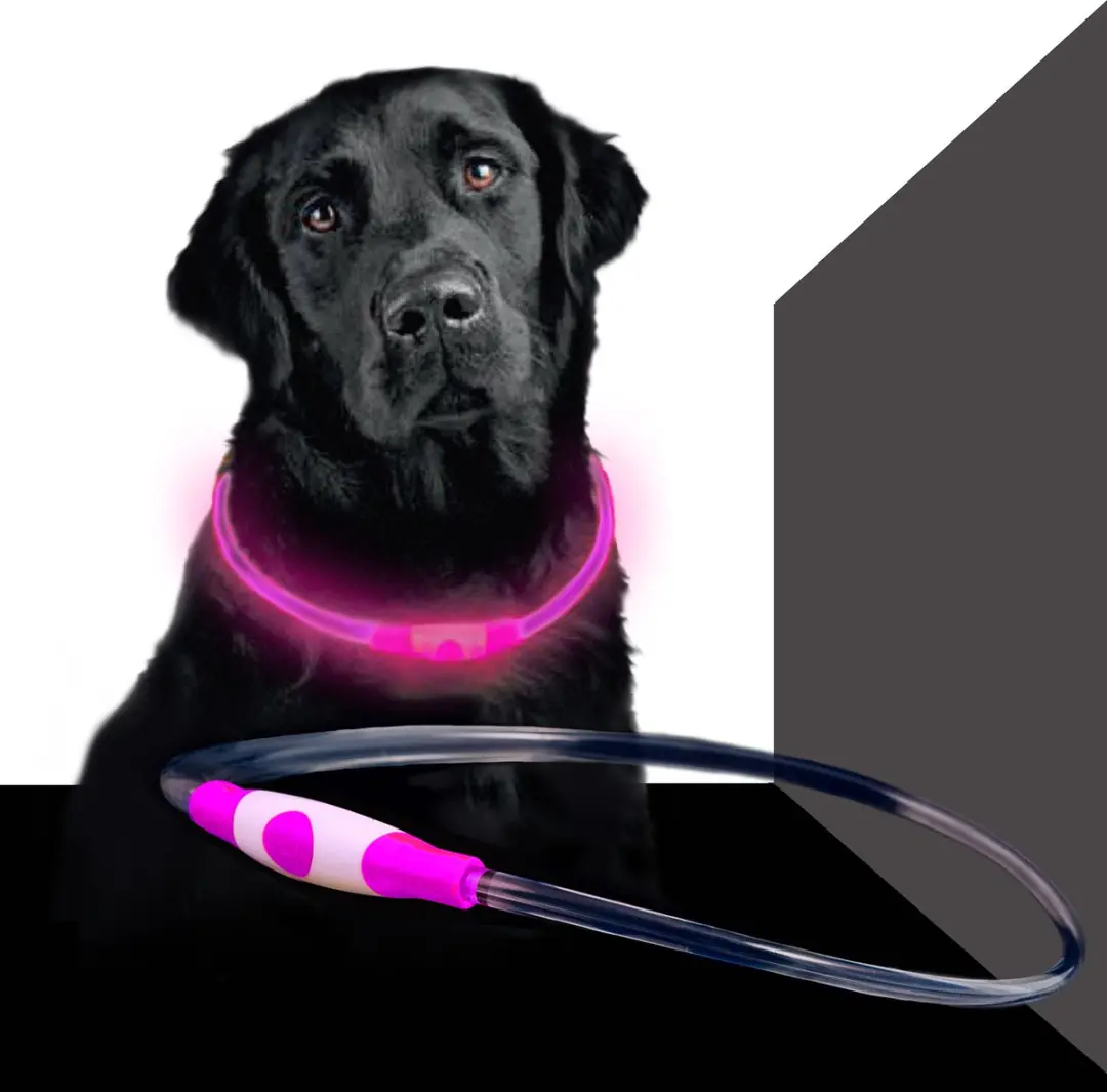 Led Dog Band USB