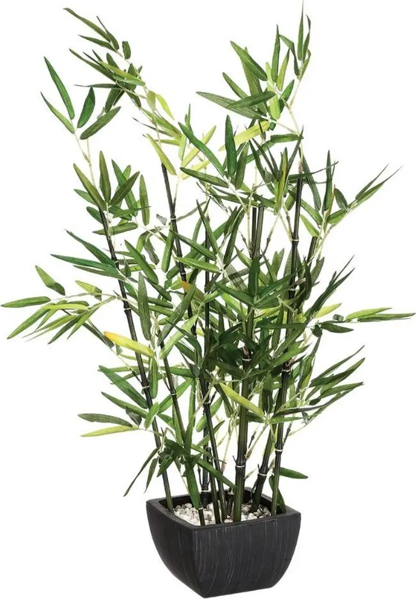 Bamboeplant