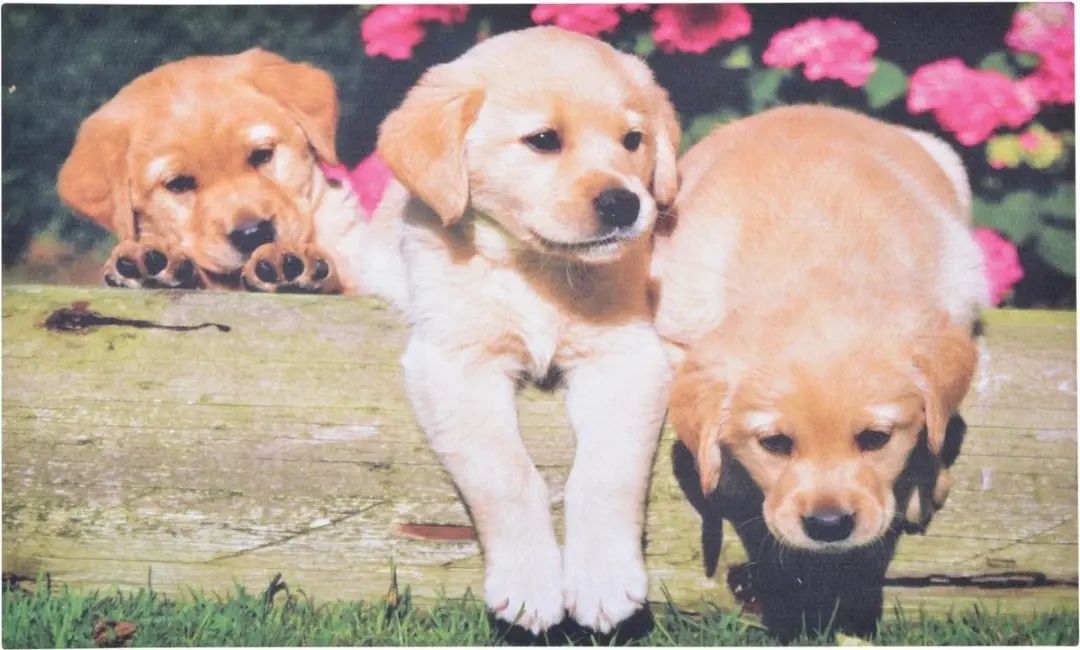 Deurmat puppies
