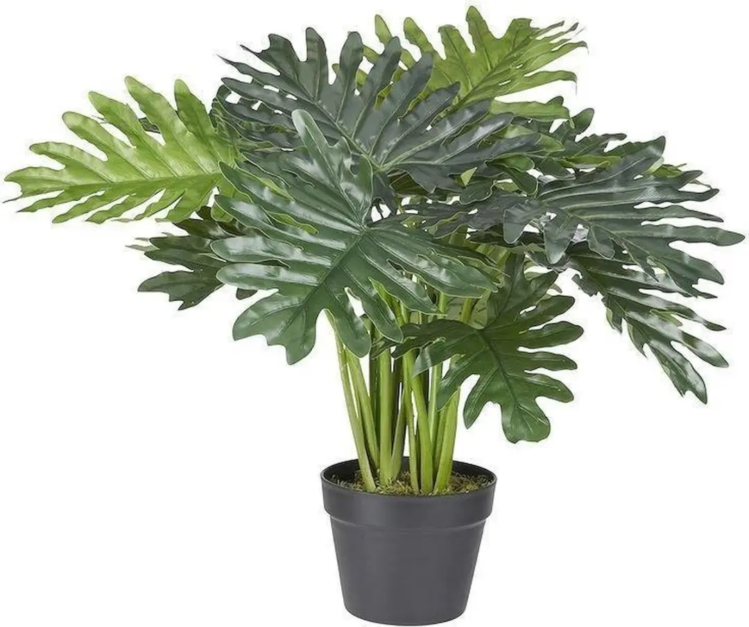Noach Outdoor Philodendron Xanadu 60cm - afbeelding 2 van 3