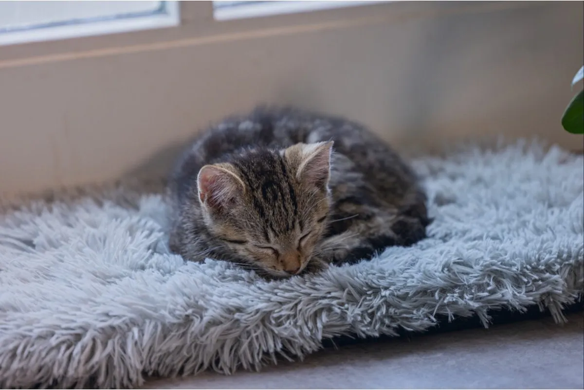 Beeztees Kitten Vensterbankmat Grijs 65cm