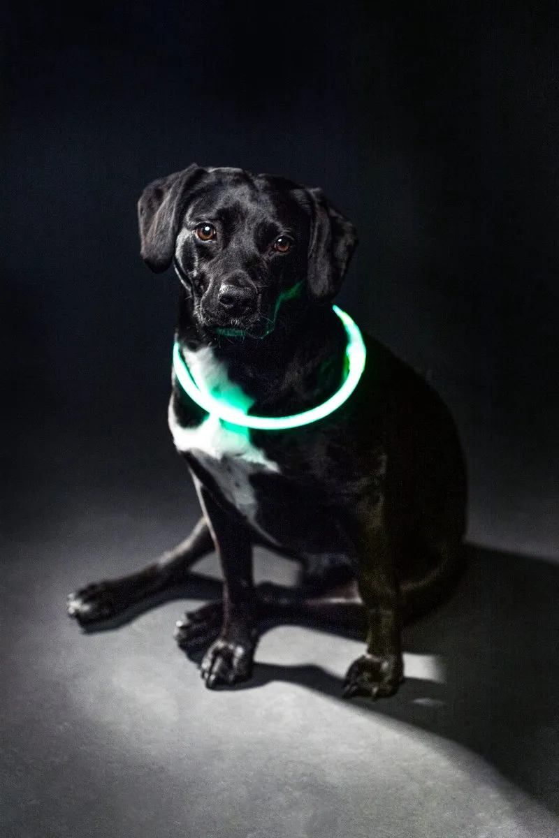 Trixie USB Oplaadbaar Lichtgevend Halsband - Groen - L
