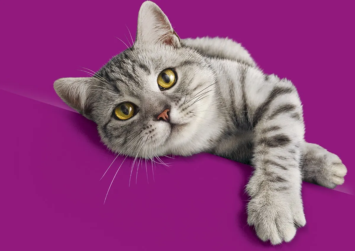 Whiskas Adult Duo Classic Variaties Gelei Kattenvoer - 48x85g