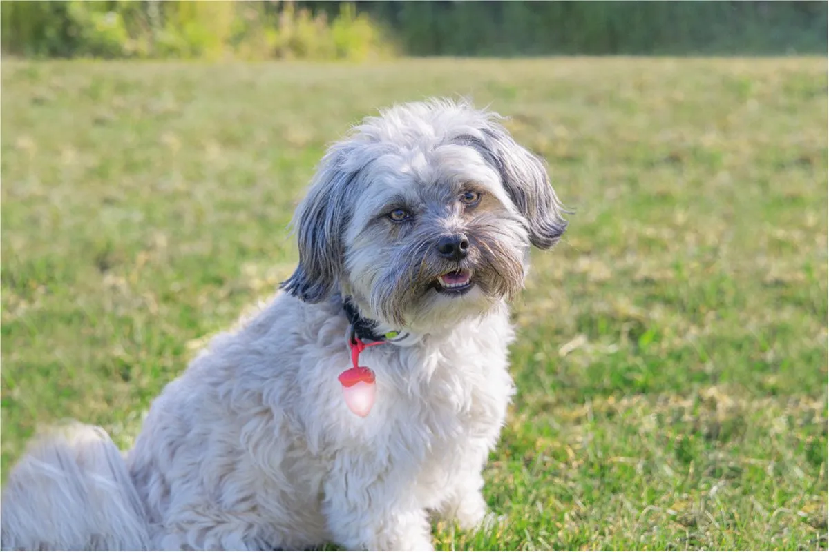 Beeztees Veiligheidslamp Hond - Oplaadbaar - Assorti - afbeelding 3 van 3