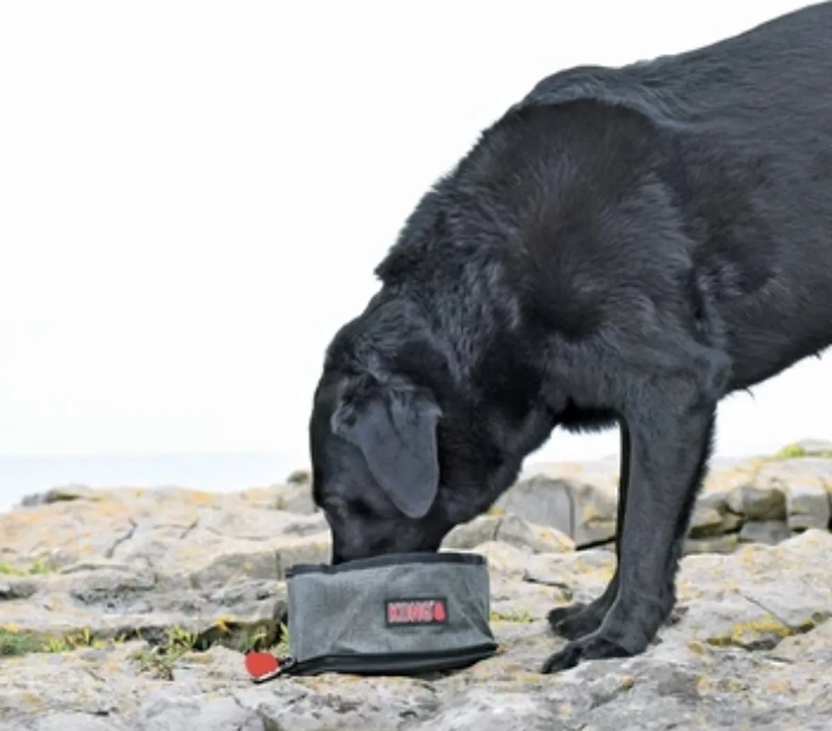 KONG Waterbuil Hond - Opvouwbare Waterbak - Grijs