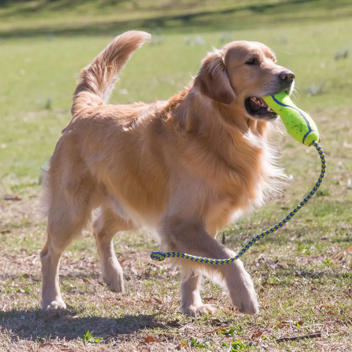 KONG Air Fetch Stok Hondenspeeltje L - Drijvend Groen