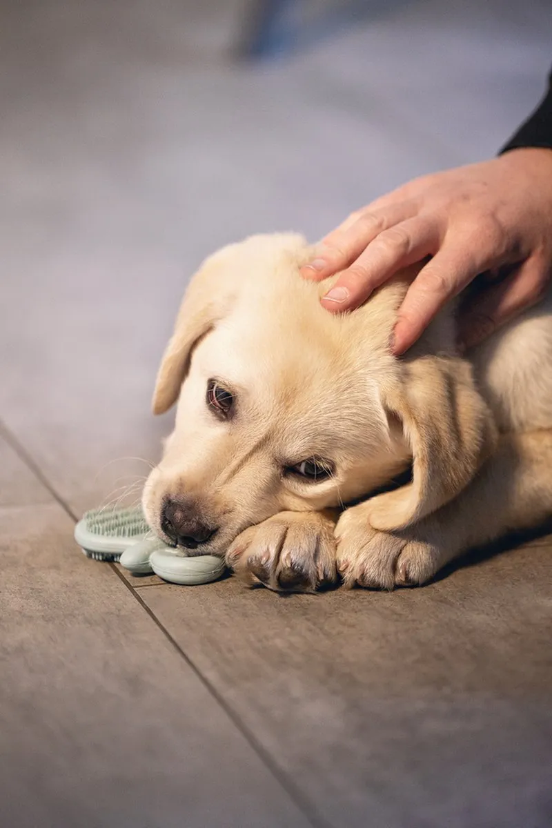 Beeztees Puppy Rubber Dental Fopspeen - Groen