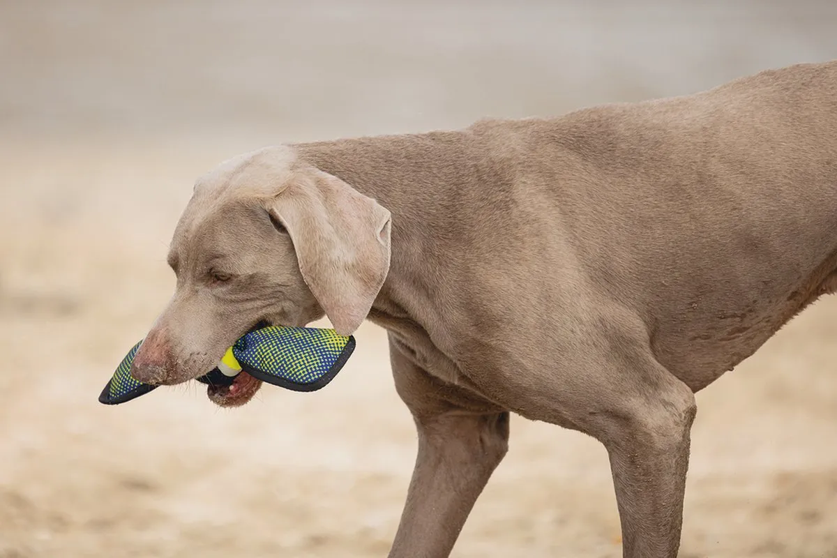 Beeztees Fetch Wing Tennisbal - Blauw/Geel