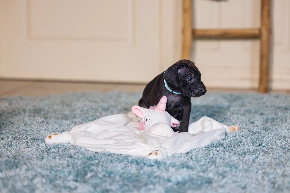 Beeztees Puppy Knuffeldoek Unicorn - 33x25x14cm - afbeelding 6 van 6