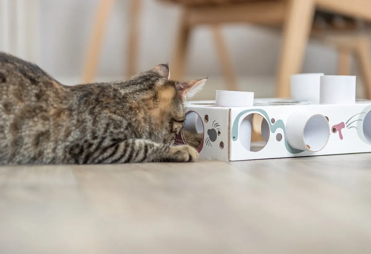 Trixie Cat Activity Paws'n'Treats Box - Karton 35x20x7cm