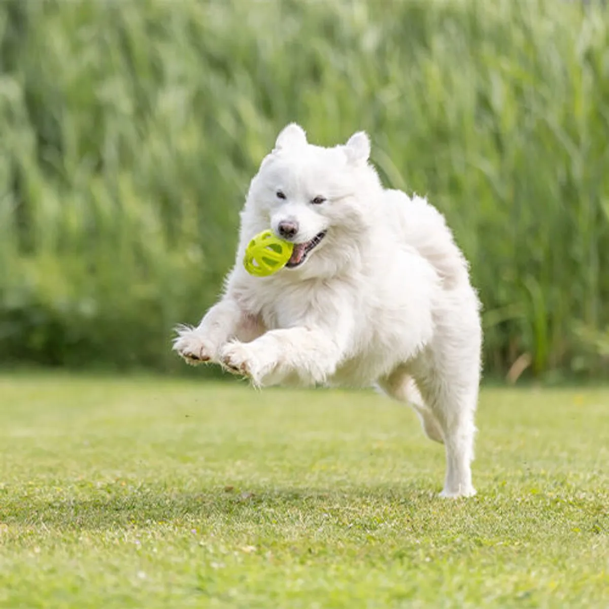 Trixie Honingraat Rugby - Geel - afbeelding 3 van 4