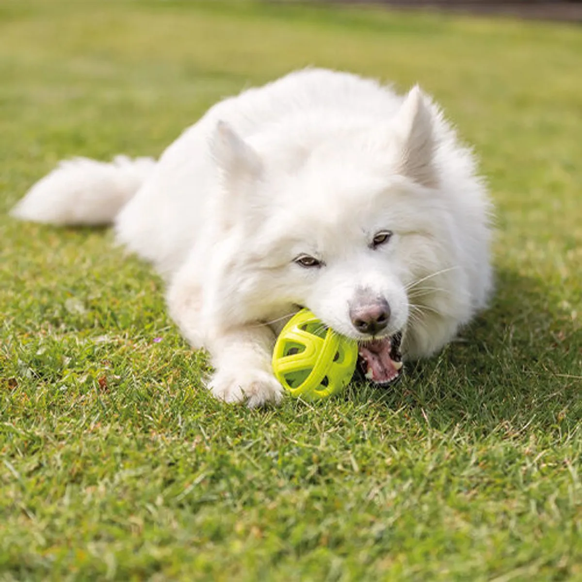 Trixie Honingraat Rugby - Geel - afbeelding 4 van 4