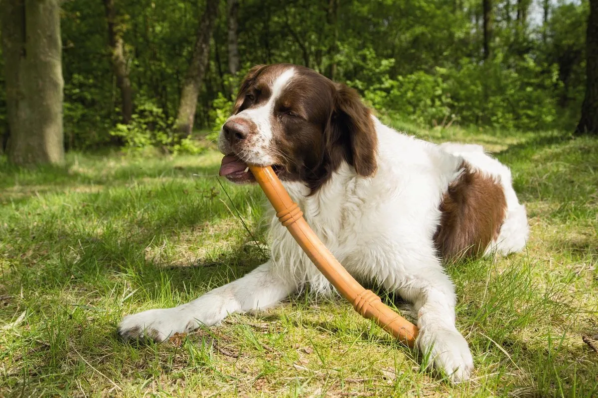 Beeztees Sumo Fit Stick Hondenspeelgoed - 50cm - Oranje