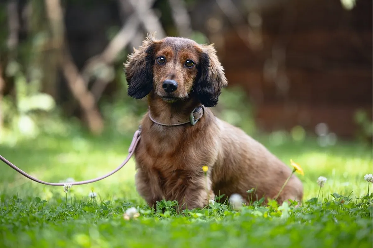 Beeztees Balacron Ax Halsband Hond - Roze - 29-35 cm x 15 mm