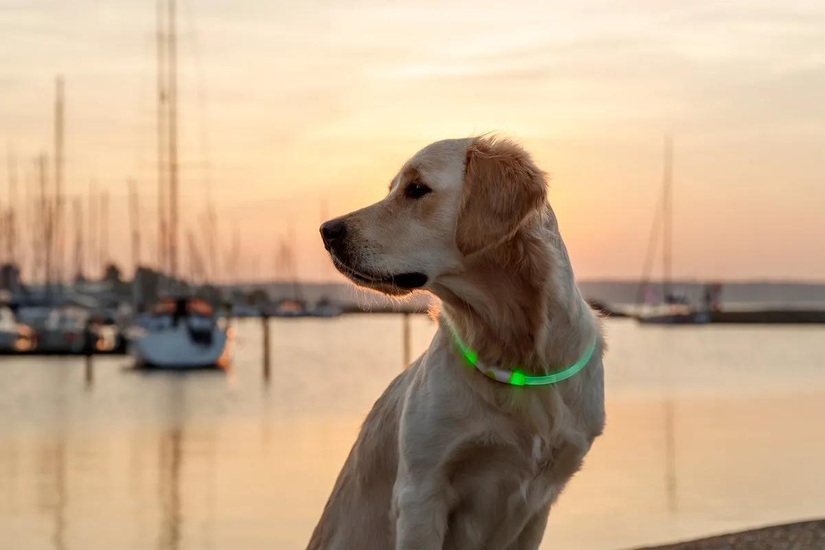 Trixie USB Oplaadbaar Lichtgevend Halsband - Groen - S
