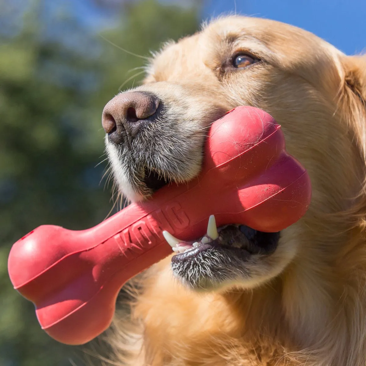 KONG Goodie Bone Kauwspeelgoed M - Rood
