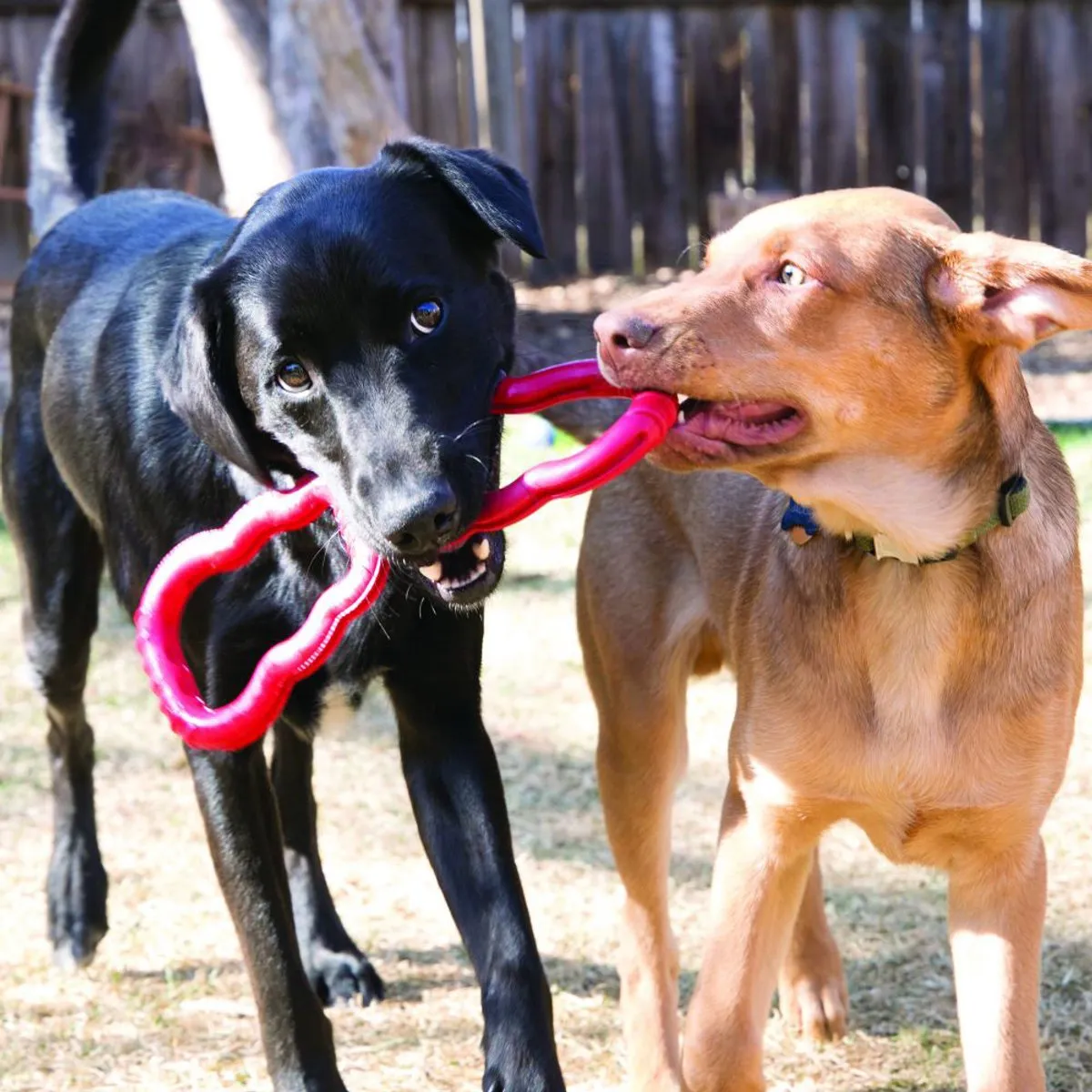 KONG Tug Toy Hondenspeelgoed M - Rood