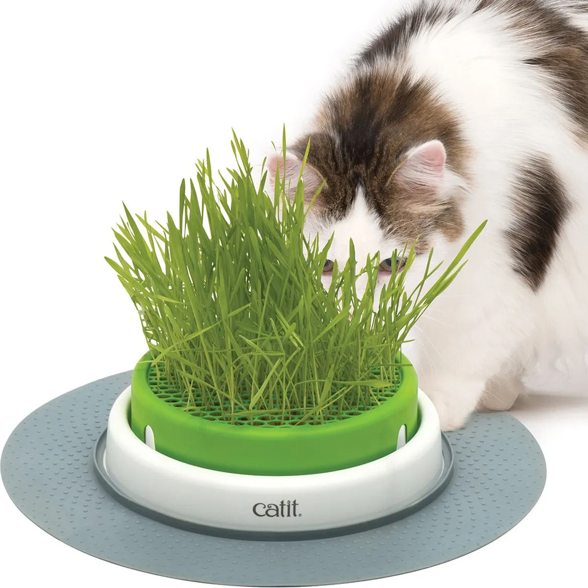 Catit Senses 2.0 Grass Kit Kattengras - 3 dozen