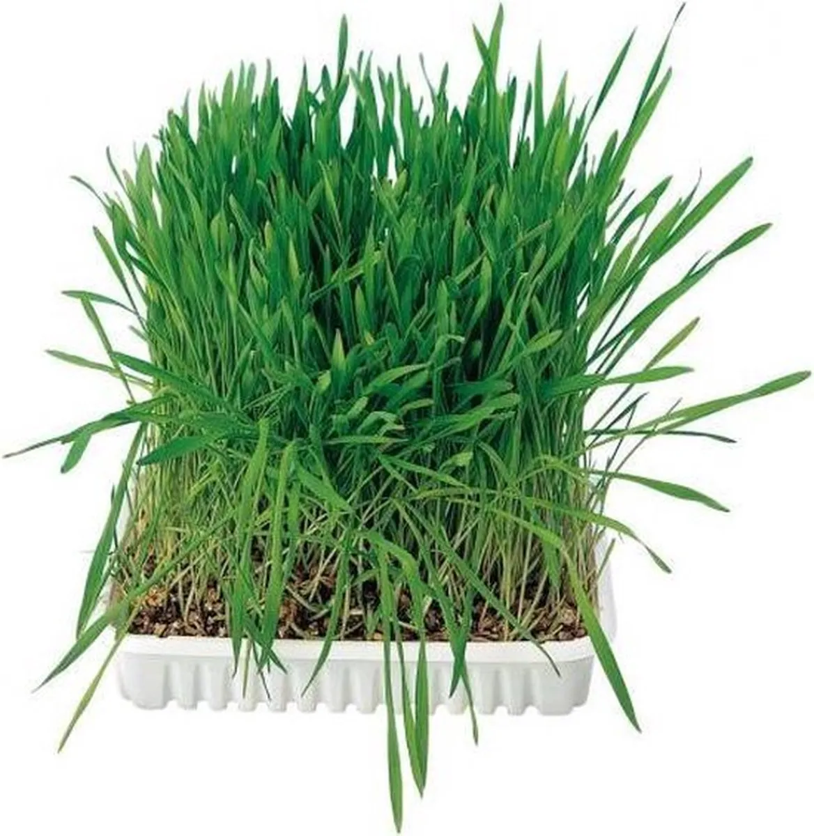Trixie Kattengras Bak - 100g