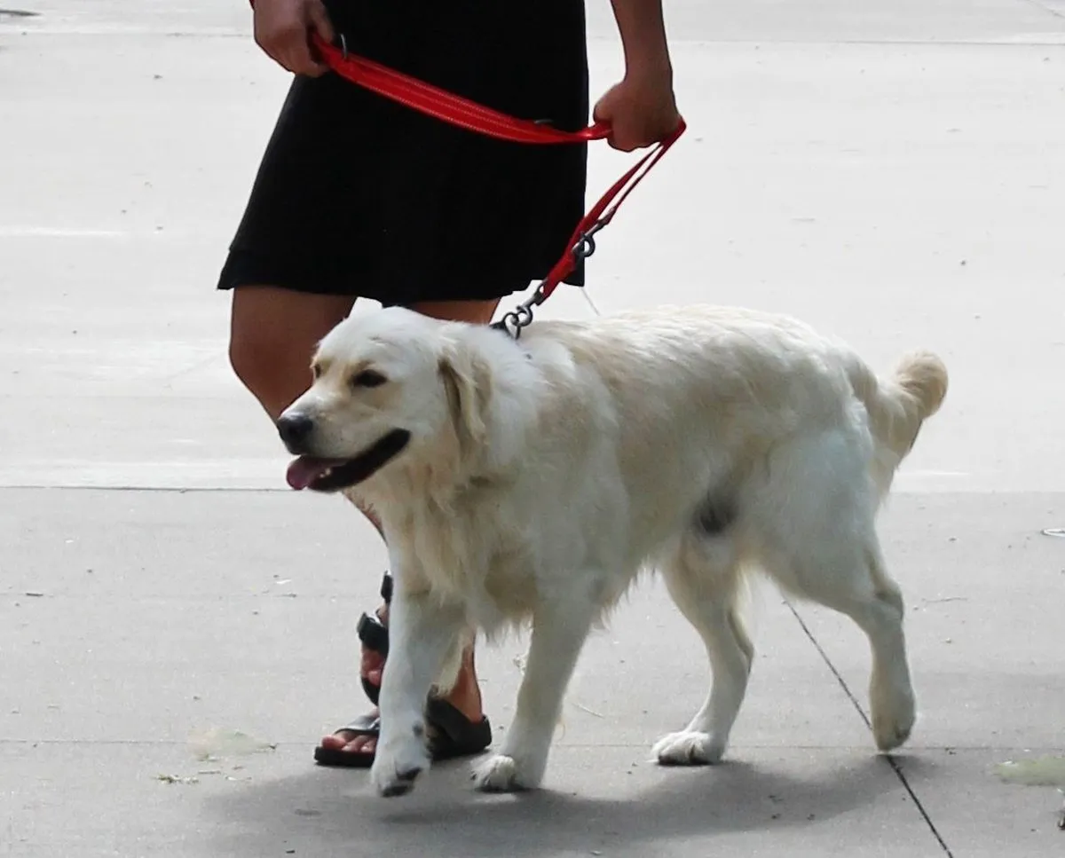 KONG Adjustable Leash - Zwart - S/M