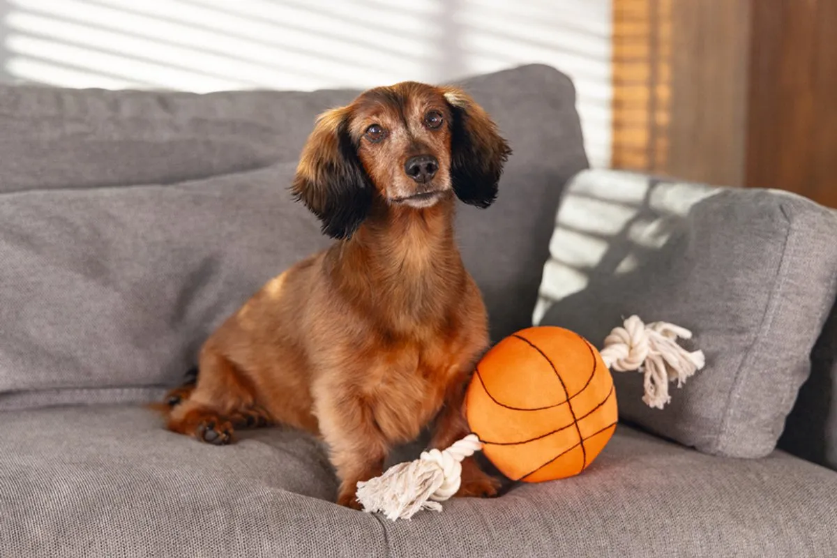 Beeztees Basketbal Hondenspeelgoed M - Oranje