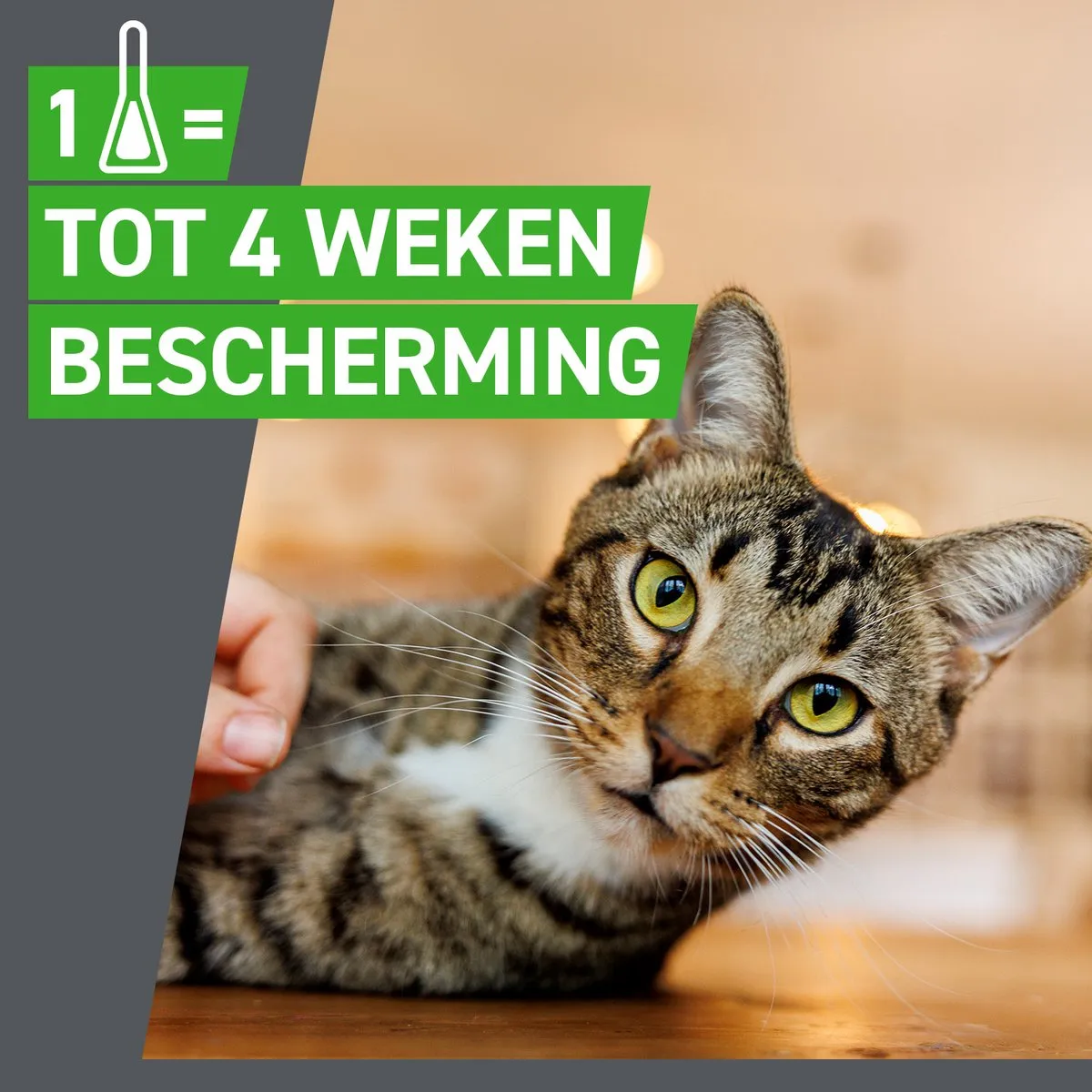 Frontline Combo Kat Vlooiendruppels 3x1.5ml