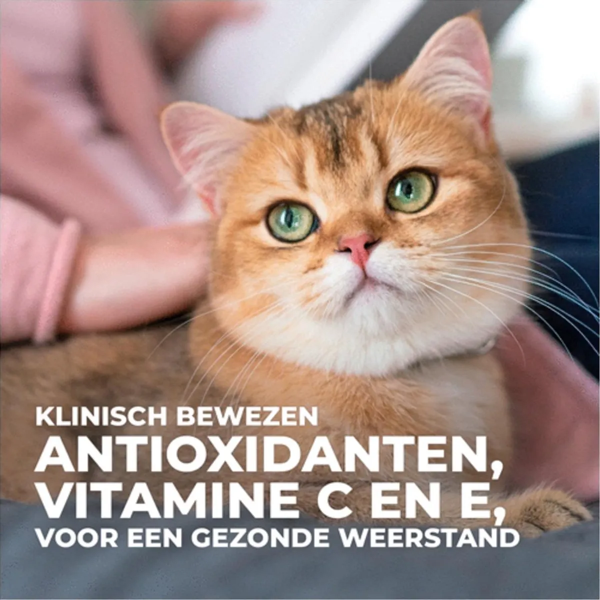 Hill's Feline Adult Kip Kattenvoer 7kg