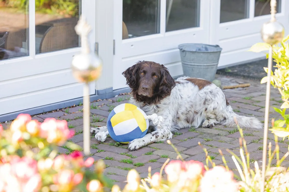 Beeztees Volleybal Pluche Hondenspeelgoed - Multi