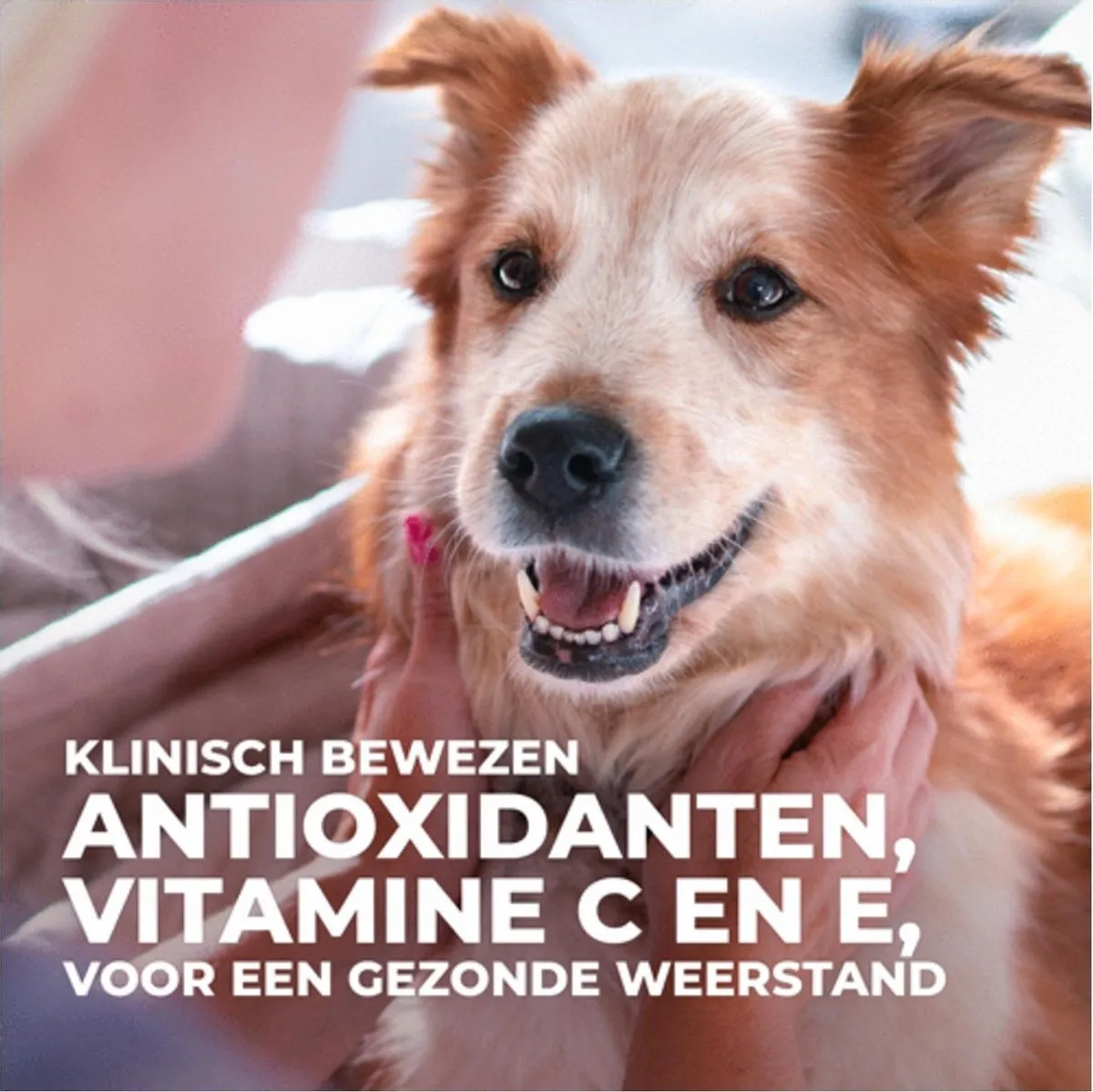 Hill's Canine Adult Medium Lam - Hondenvoer 18kg