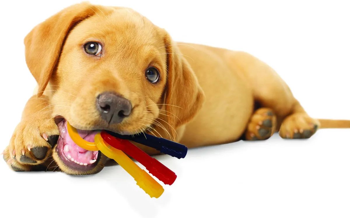 Flexi Nylabone Puppy Teething Key - Geel/Blauw/Rood