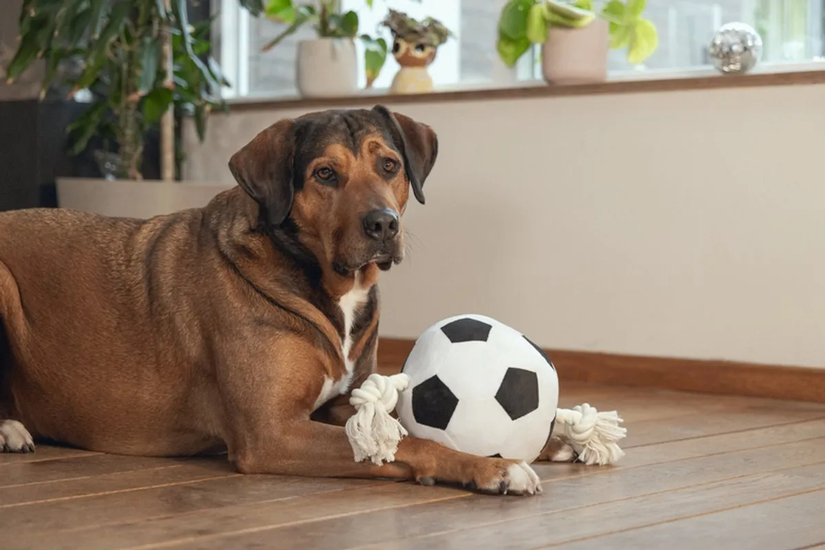 Beeztees Voetbal Pluche Hondenspeelgoed L - Zwart/Wit - afbeelding 3 van 5