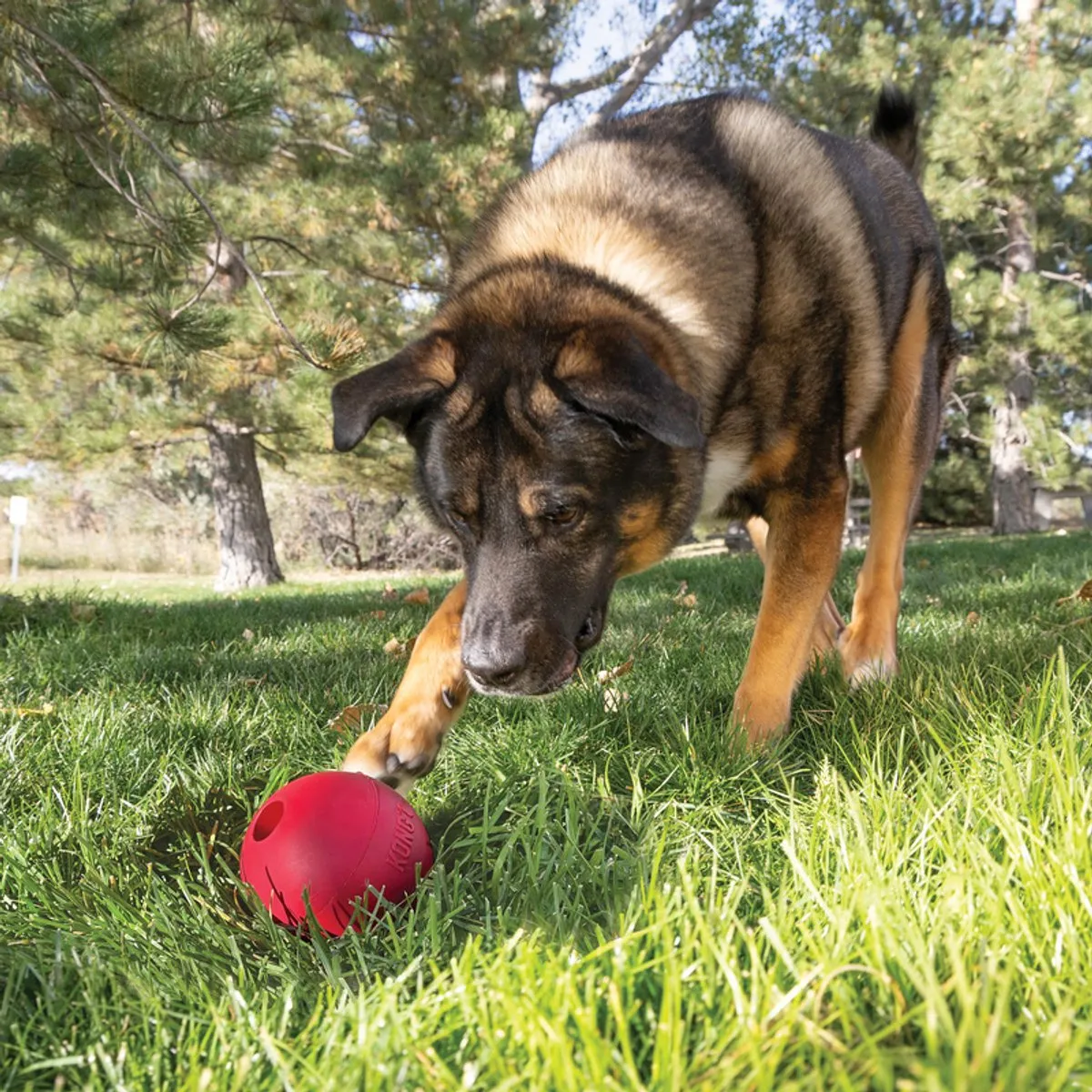 KONG Classic Bal met Gat - Ø9cm - Rood