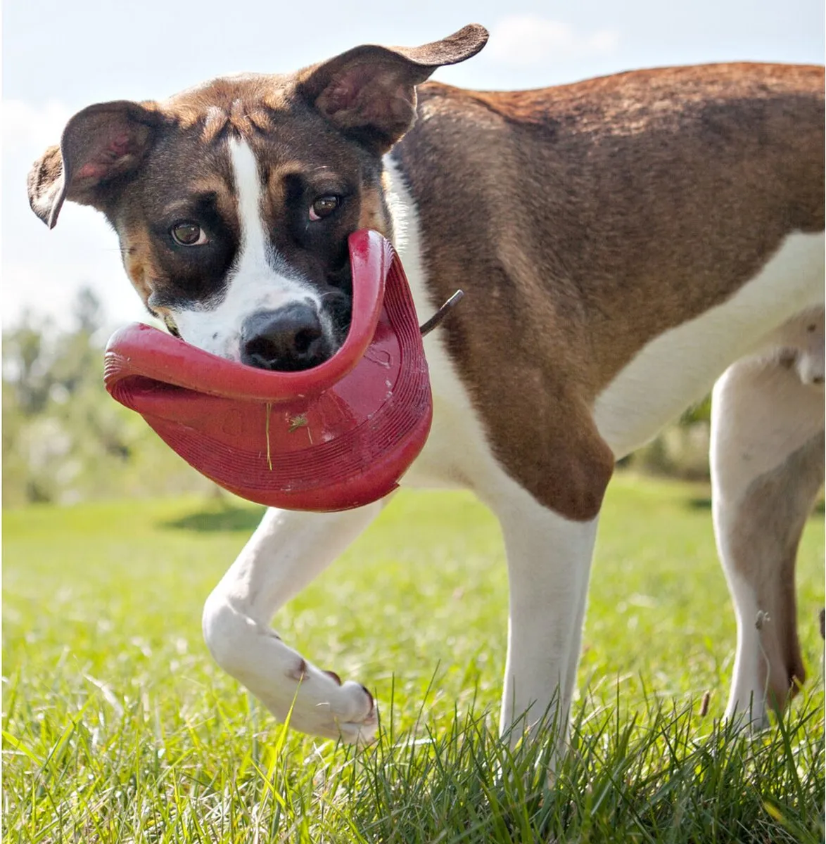 KONG Flyer Frisbee - Hondenspeelgoed Ø25cm - Rood - afbeelding 6 van 6