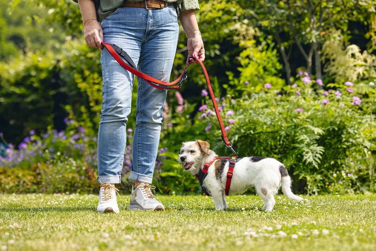 Beeztees Parinca Premium Hondenriem - Rood 120cm x 20mm - afbeelding 6 van 6
