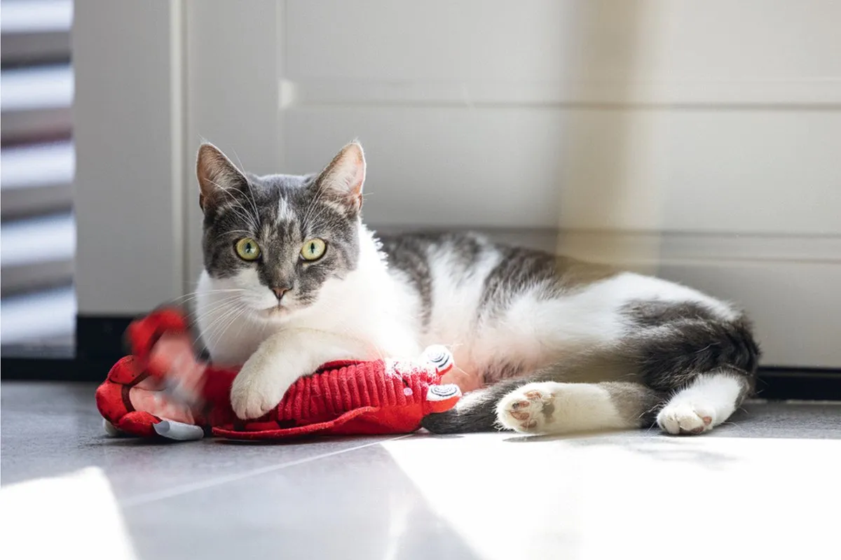 Beeztees Bewegende Kreeft Kattenspeelgoed - Rood