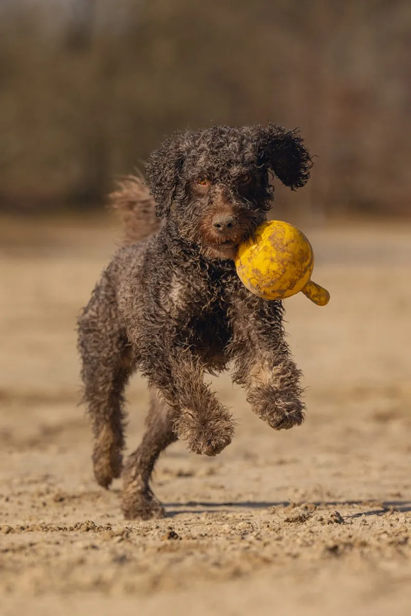 Beeztees Apportino Bal Geel 21,5x12x12cm