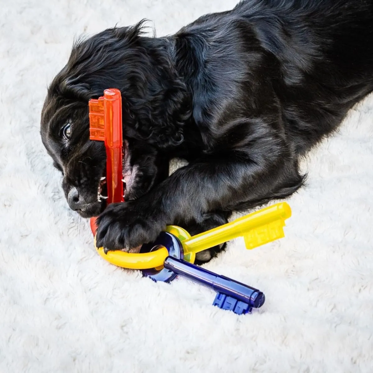 Flexi Nylabone Puppy Kauwspeelgoed X-Small - Multi