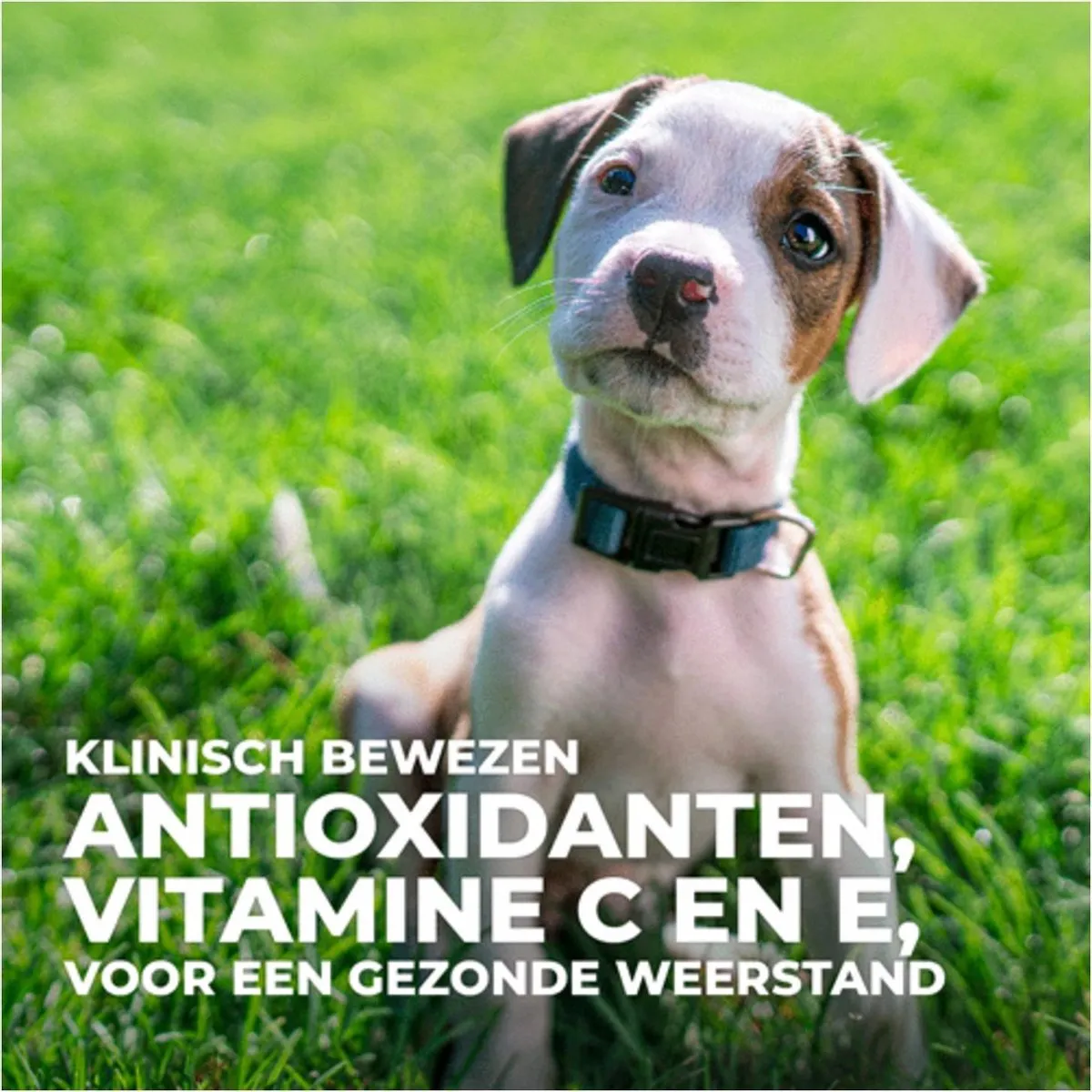 Hill's Canine Puppy Medium Lam&Rijst Hondenvoer 2.5kg
