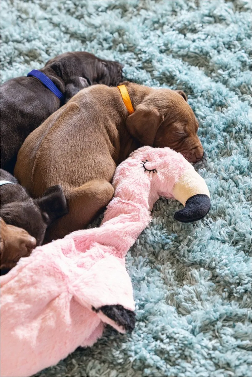 Beeztees Puppy Flatino Flamingo Hondenspeelgoed - Roze