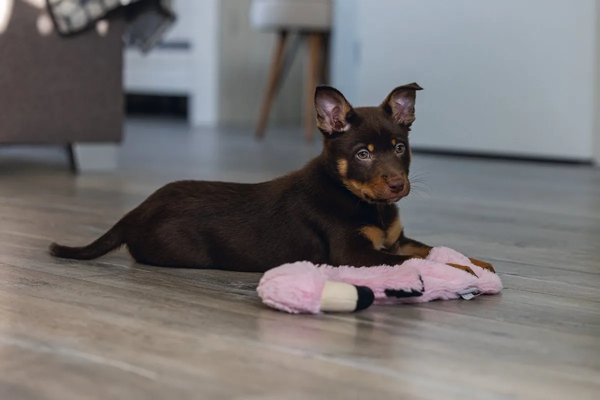 Beeztees Puppy Flatino Flamingo Hondenspeelgoed - Roze - afbeelding 6 van 6