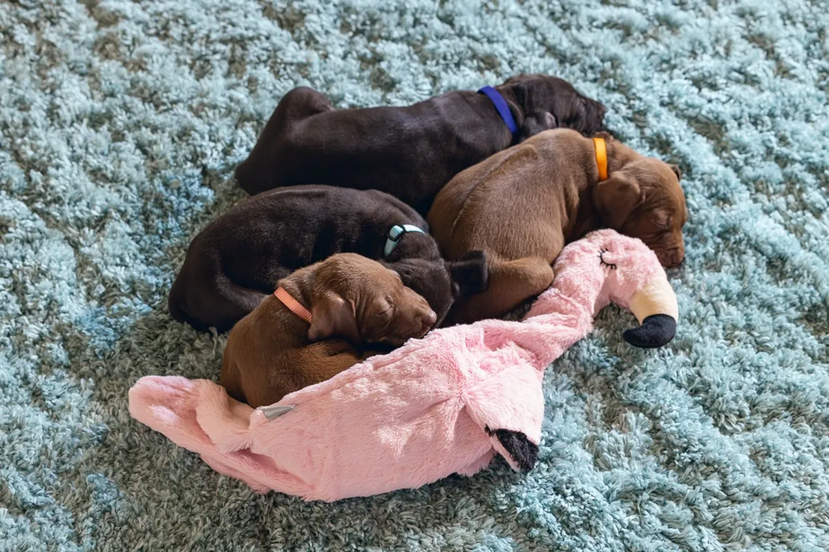 Beeztees Puppy Flatino Flamingo Hondenspeelgoed - Roze